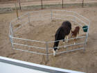 Travel-n-Corrals horse corrals go with your trailer