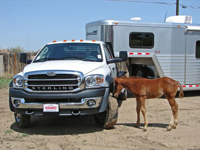 Sterling Bullet Towing Cimarron Horse Trailer