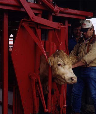 titan cattle squeeze chutes