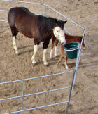 Travel-N-Corrals portable horse corrals for trailer